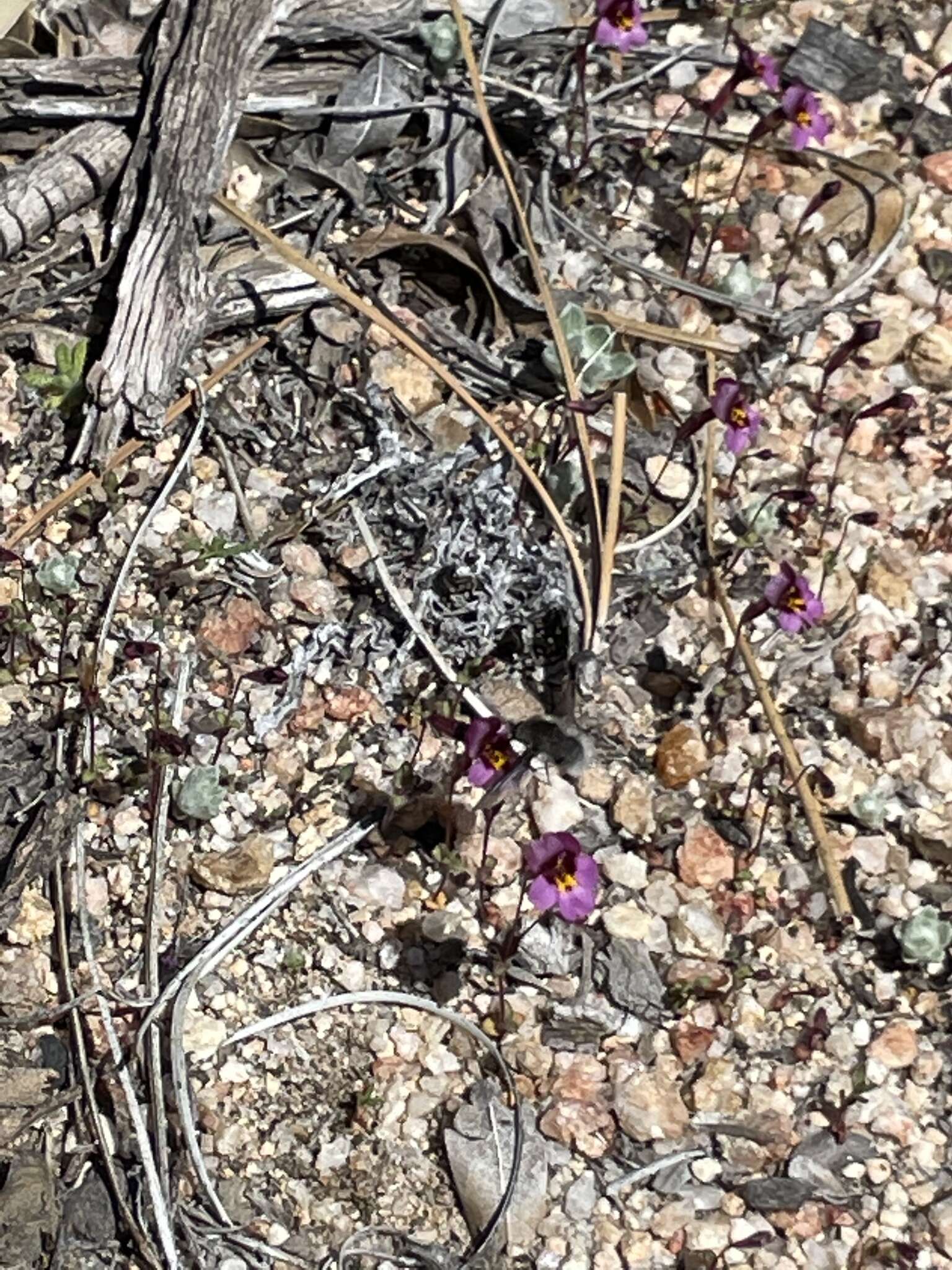 Image of Little Purple Monkey-Flower