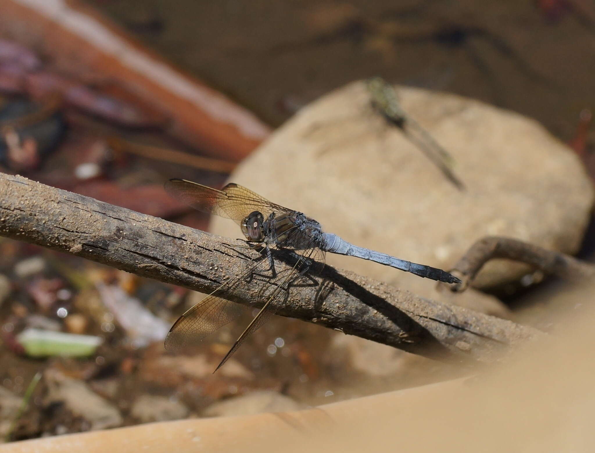 Image of Orthetrum caledonicum (Brauer 1865)