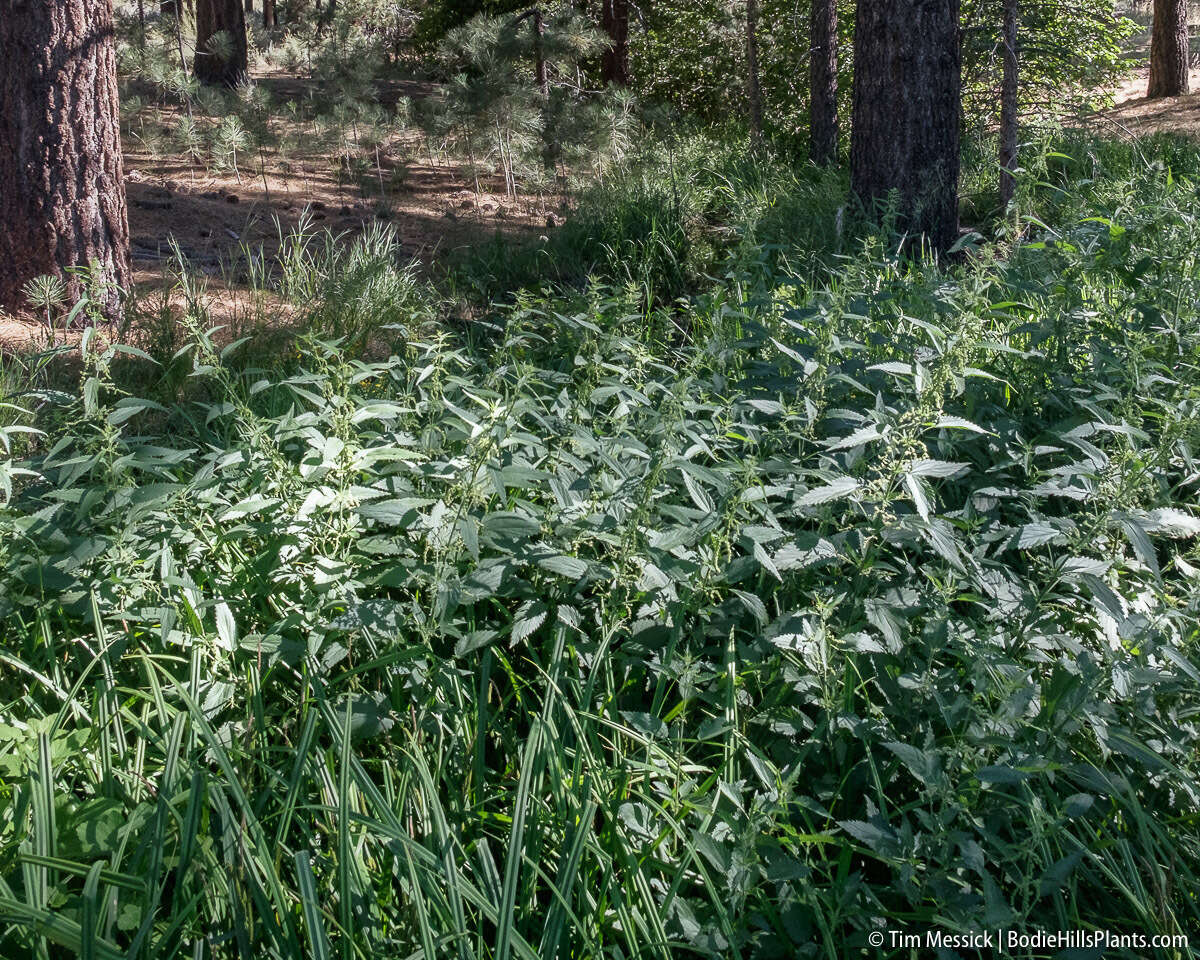 Image of stinging nettle