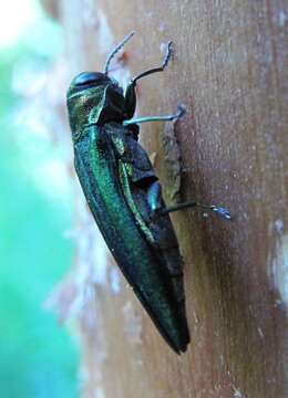 Image of Emerald ash borer