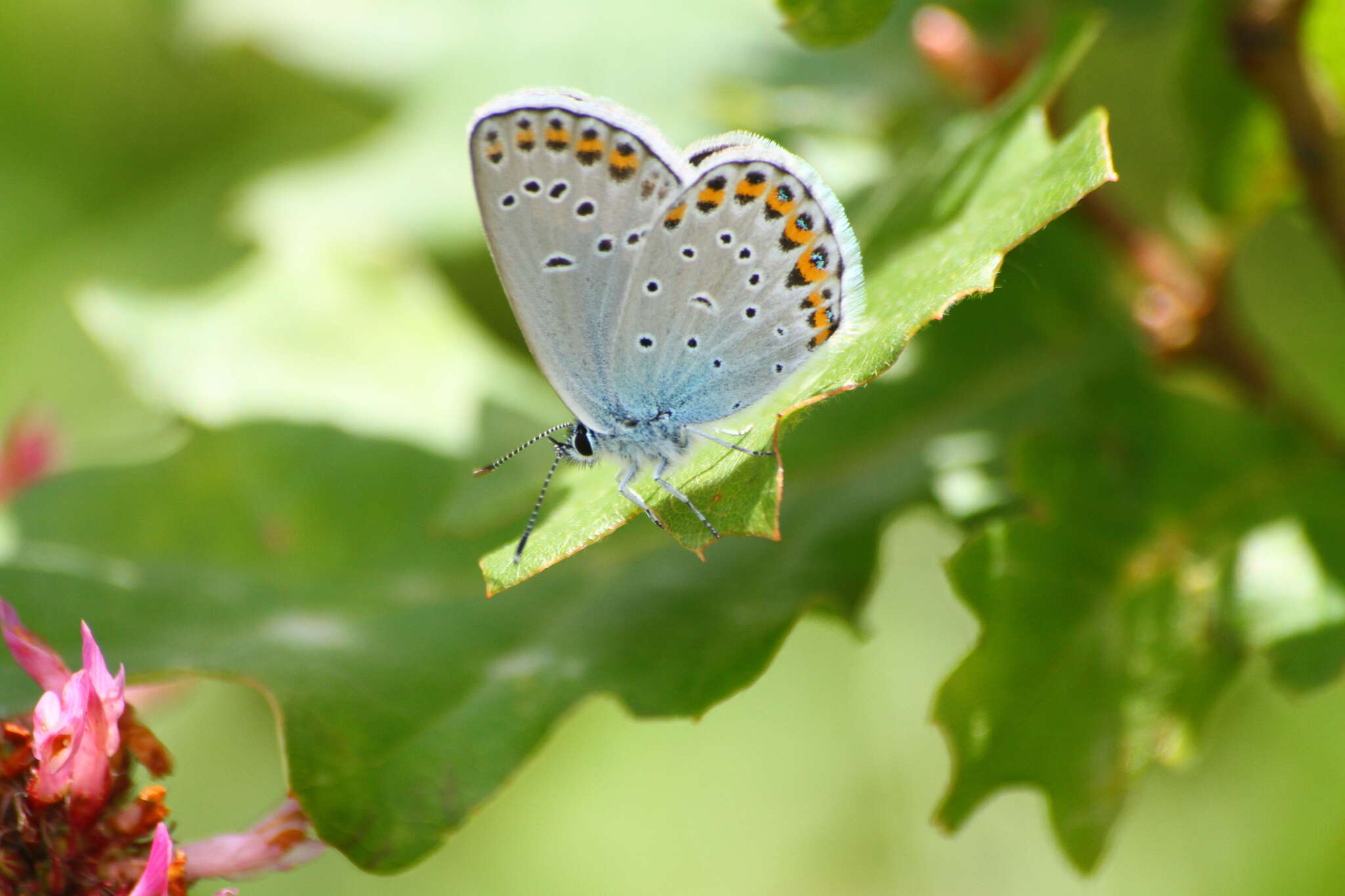 Imagem de Plebejus argyrognomon (Bergsträsser (1779))