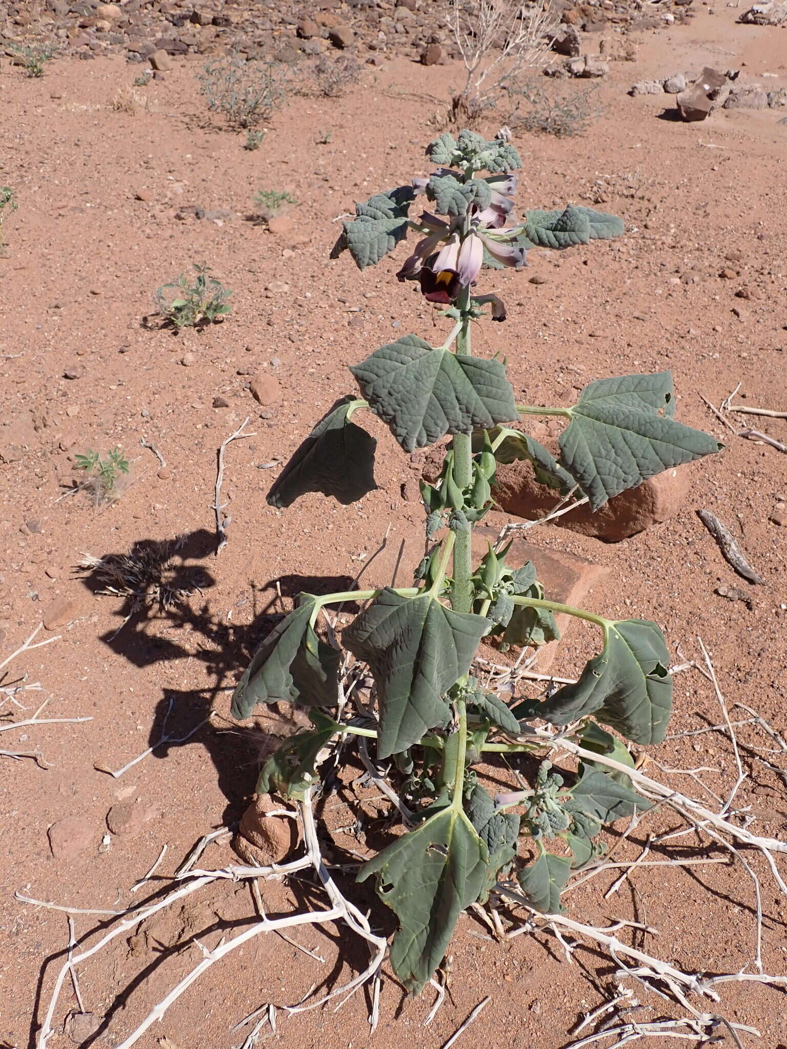 Слика од Rogeria adenophylla subsp. rosea Bedigian