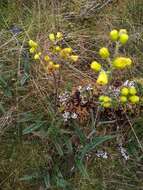 Image of Senecio praeruptorum Sch. Bip.