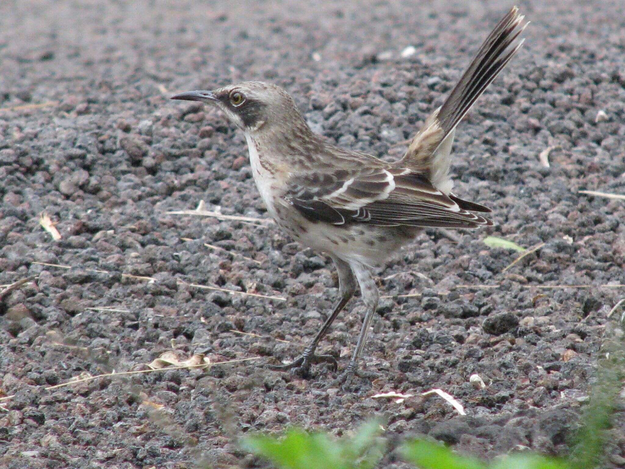 Image of San Cristobal Mockingbird