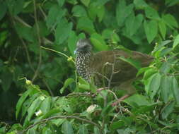 Image of Speckled Chachalaca