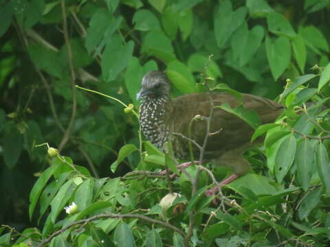 Image of Speckled Chachalaca