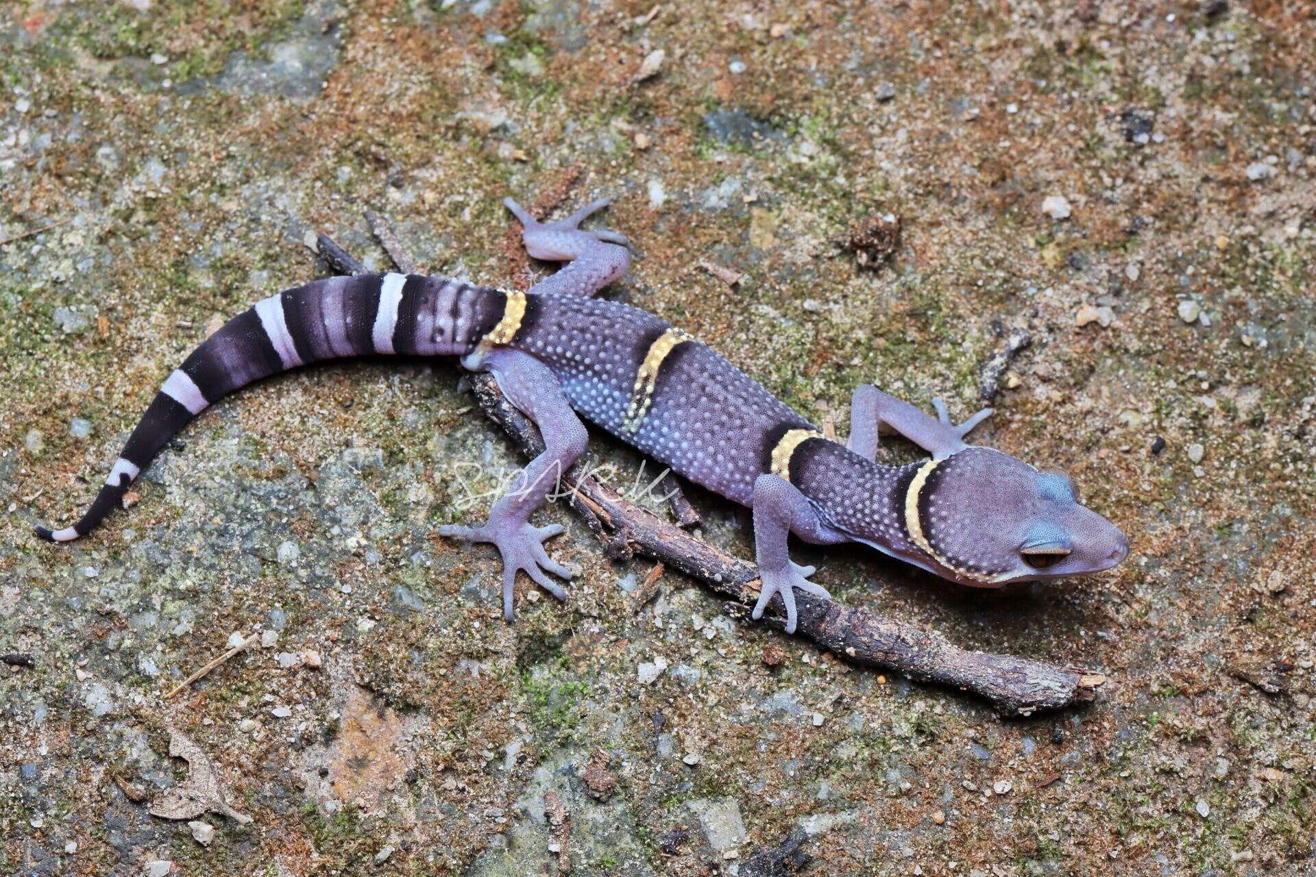 Image of Hainan Cave Gecko