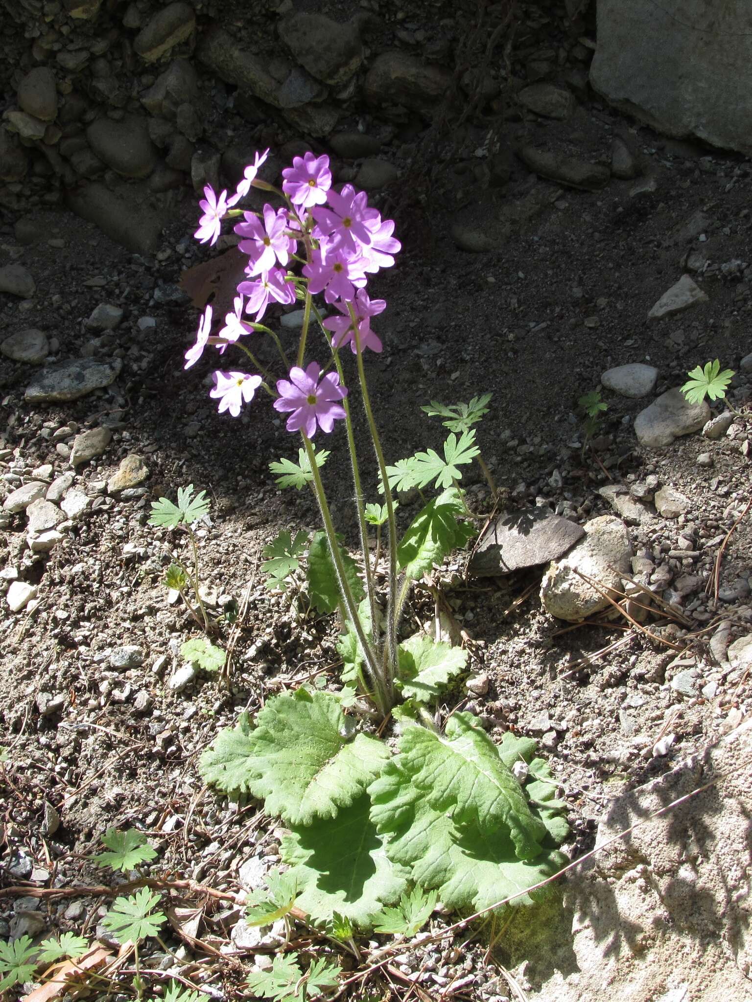 Image of Siberian Primrose