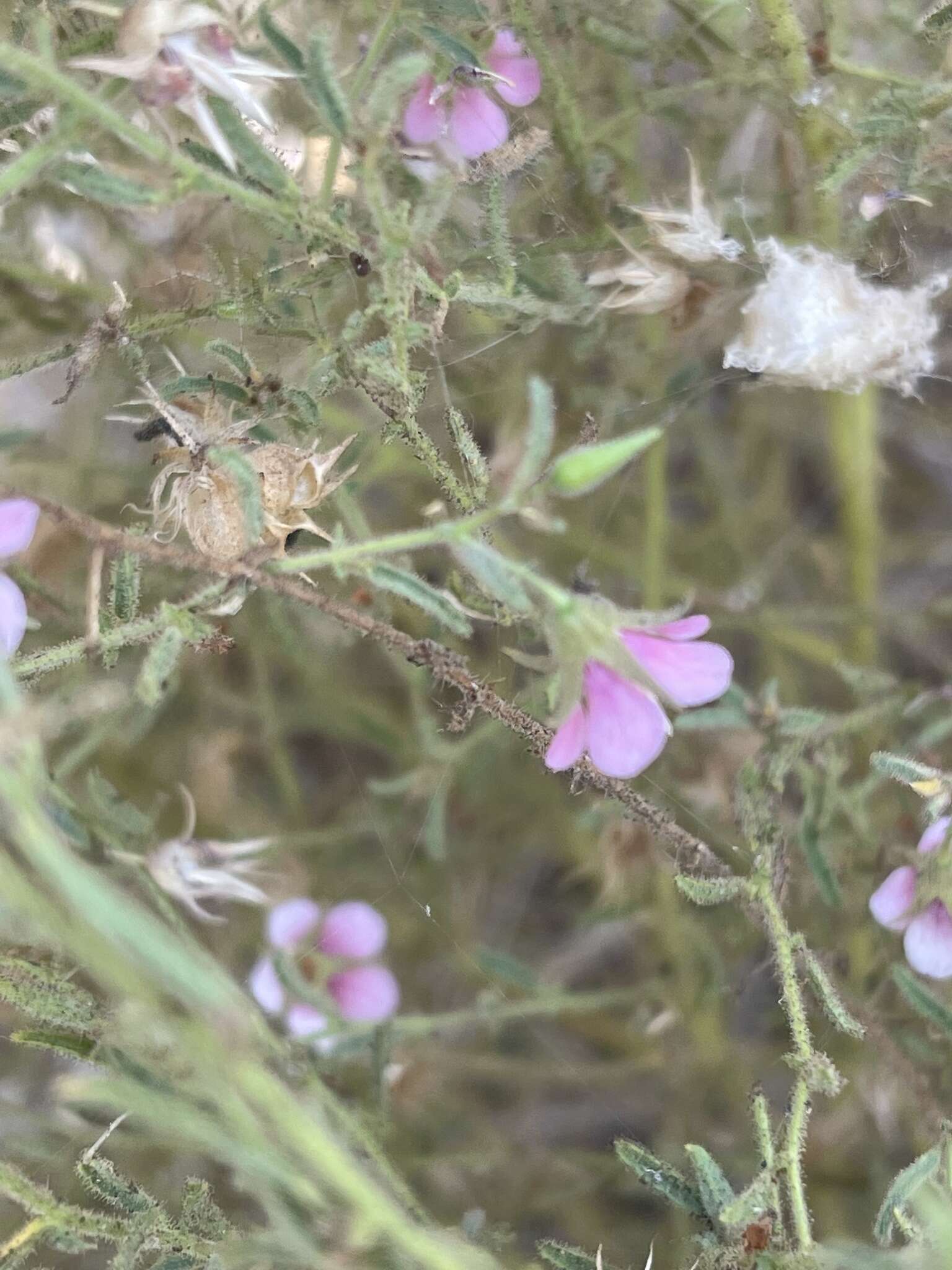 Plancia ëd Hermannia glanduligera K. Schum ex Schinz