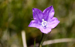 Image of Parry's bellflower