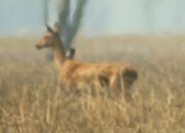 Image of Eld’s deer