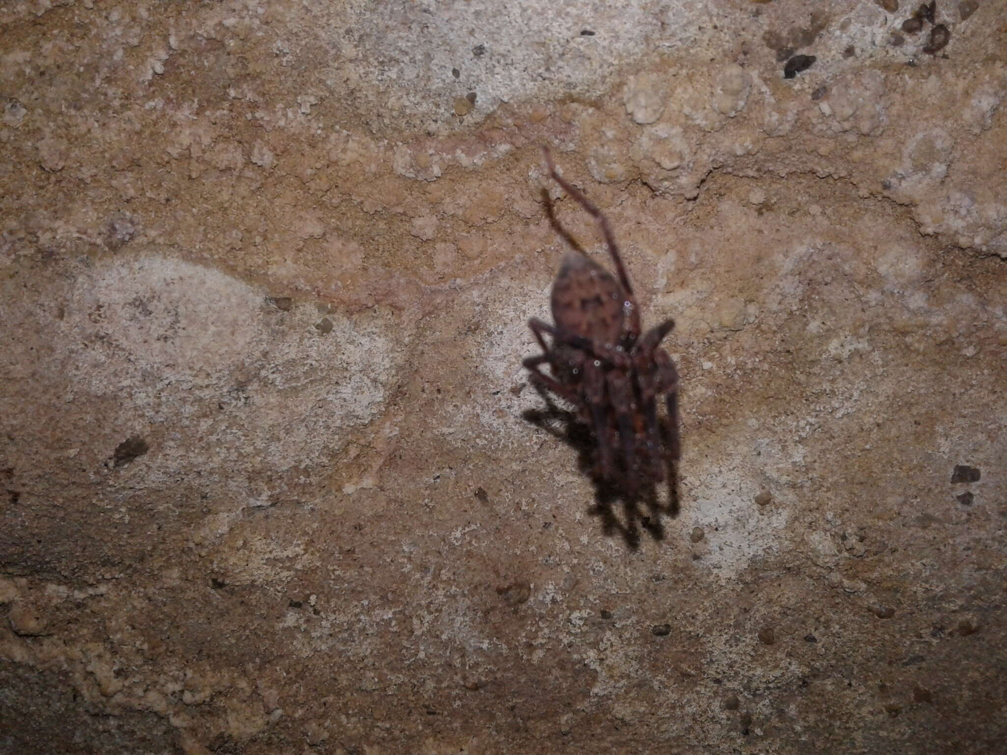 Image of Nelson Cave Spider