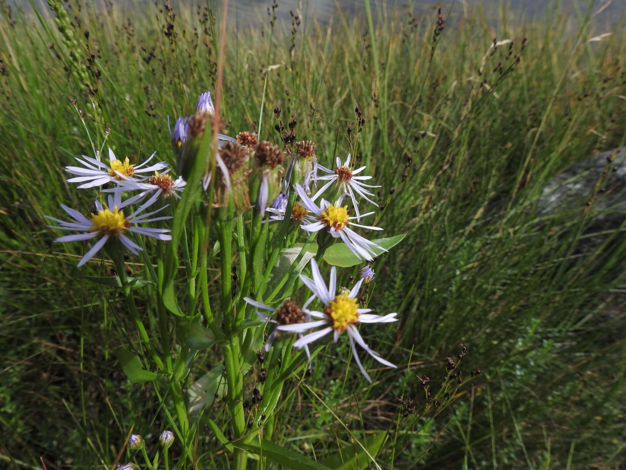 Image of sea aster