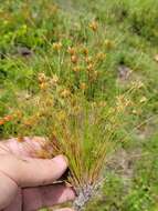 Image of Sandy-Field Hair Sedge