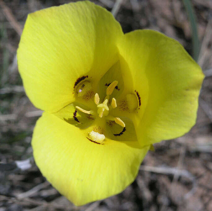 Calochortus aureus S. Watson resmi