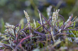 Image of Ice Grass