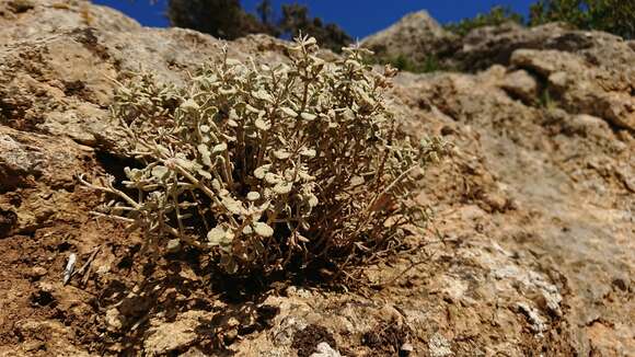 Image of Teucrium cuneifolium Sm.