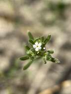 Image of <i>Eremocarya <i>micrantha</i></i> var. micrantha