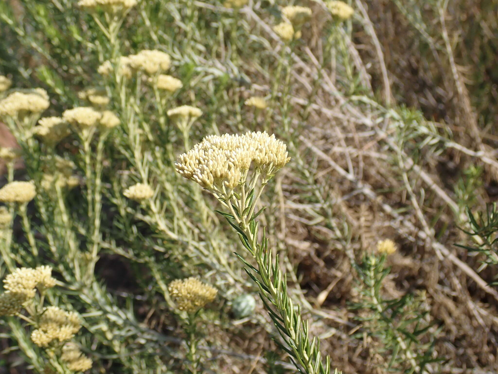 Imagem de Helichrysum kraussii Sch. Bip.