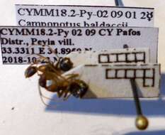 Слика од Camponotus baldaccii Emery 1908