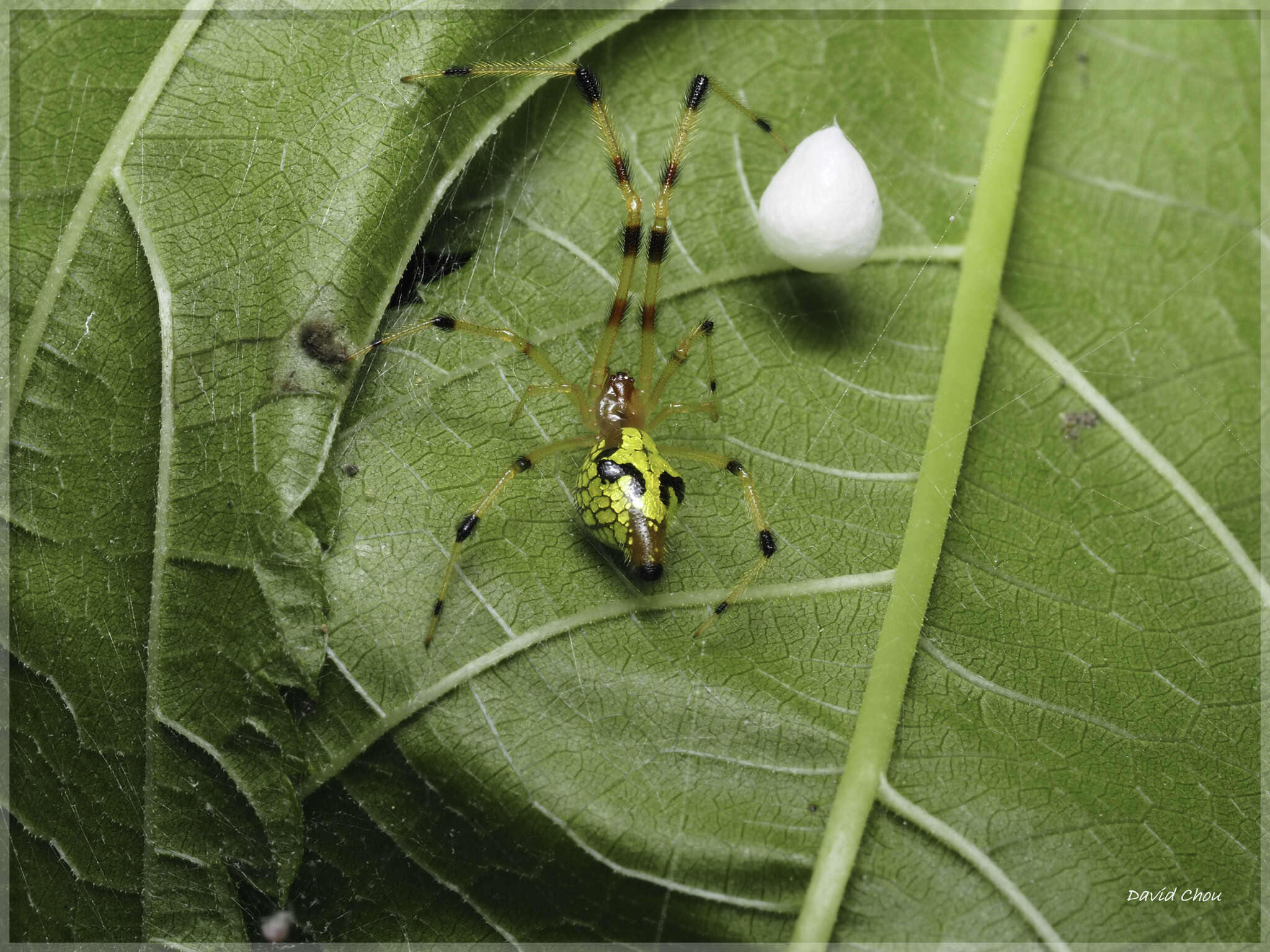 Image of Chrysso scintillans (Thorell 1895)