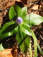 Image of bottle gentian