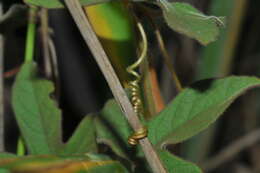 Image of Passiflora ciliata var. santiagana (Killip) Vanderpl.