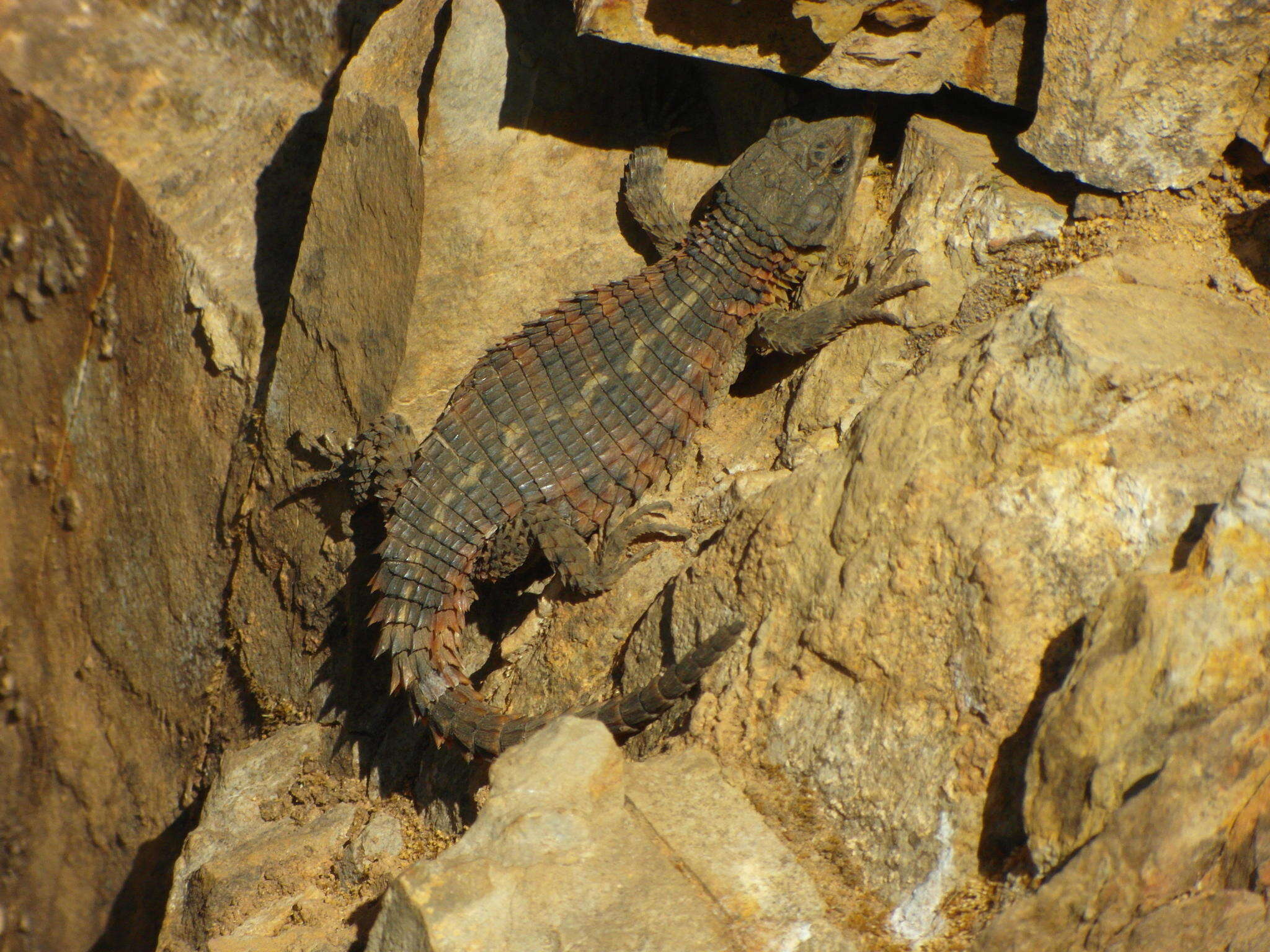 Image of Cape Girdled Lizard