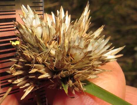 Imagem de Cyperus niveus var. leucocephalus (Kunth) Fosberg