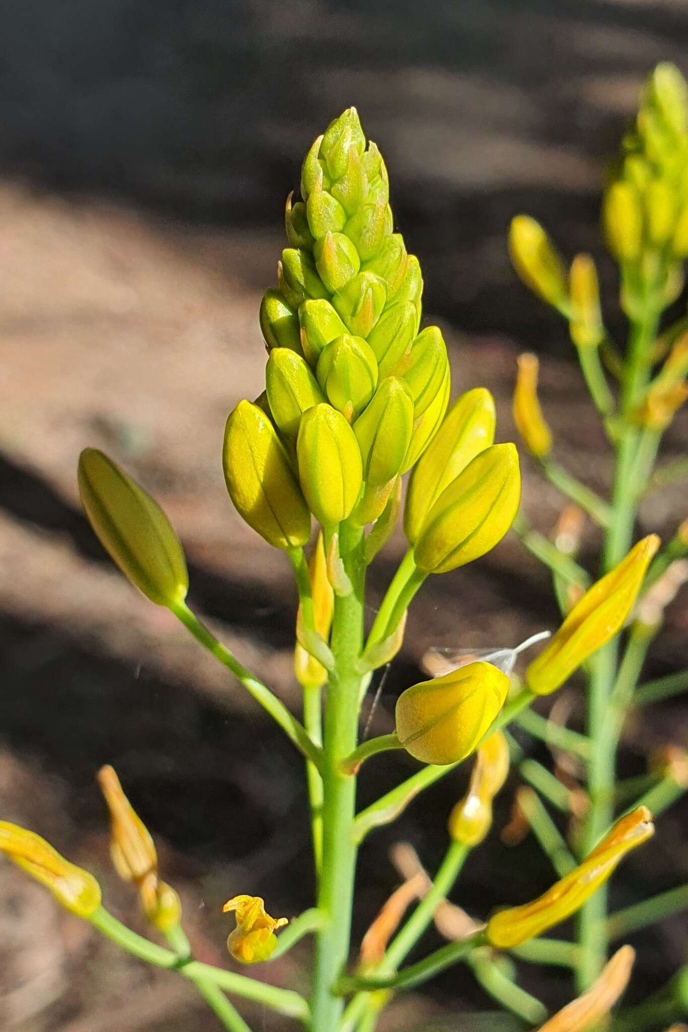 Imagem de Bulbine glauca (Raf.) E. M. Watson