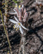 Слика од Trachyandra hirsutiflora (Adamson) Oberm.