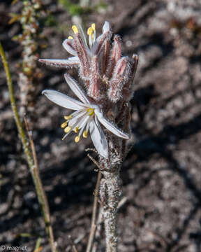 Слика од Trachyandra hirsutiflora (Adamson) Oberm.