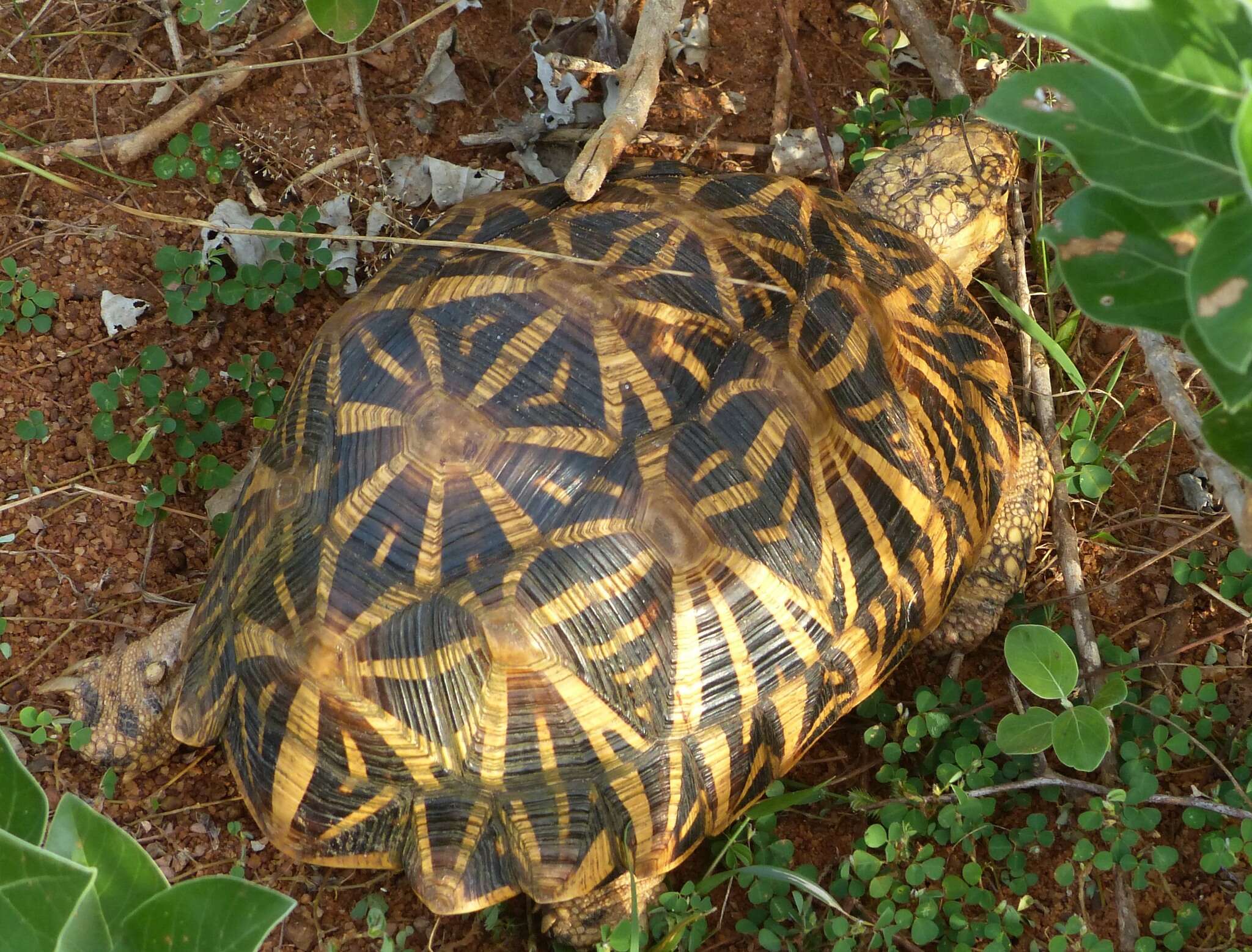 Imagem de Geochelone