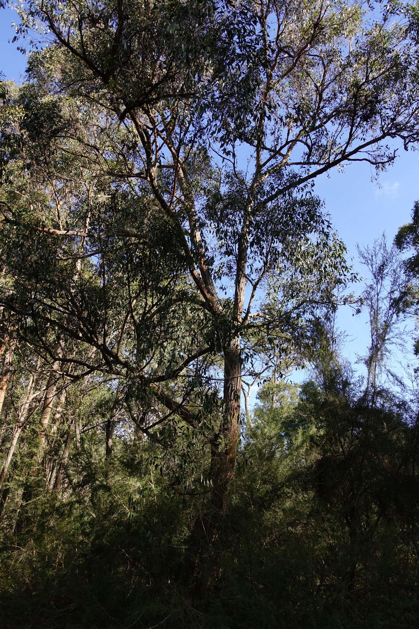 Image of Eucalyptus globoidea Blakely