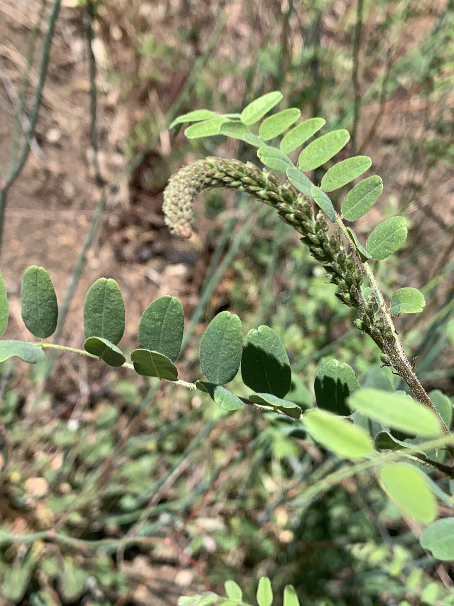 Amorpha californica var. californica的圖片