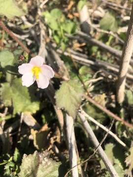 Image of White Fen-Rose