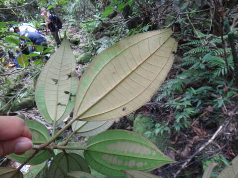 صورة Astronia ferruginea Elmer