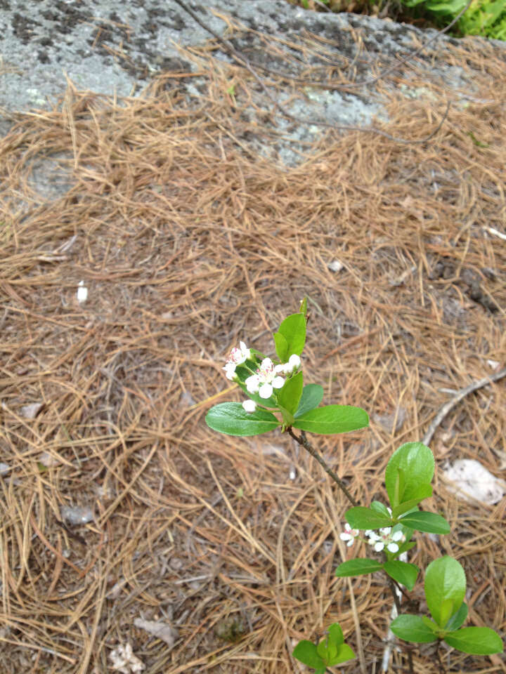 Image of Chokeberries