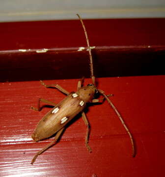 Image of Ivory-marked Beetle