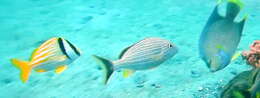 Image of Angelfish