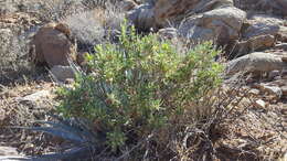 Image of rose sage