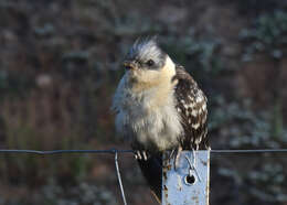 Imagem de Clamator glandarius (Linnaeus 1758)