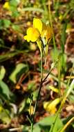 Image of ballast toadflax