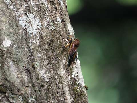 Image of Red-footed Cannibalfly