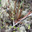 Sivun Aloe leandrii Bosser kuva