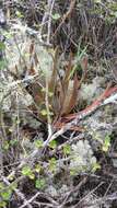 Image of Aloe leandrii Bosser