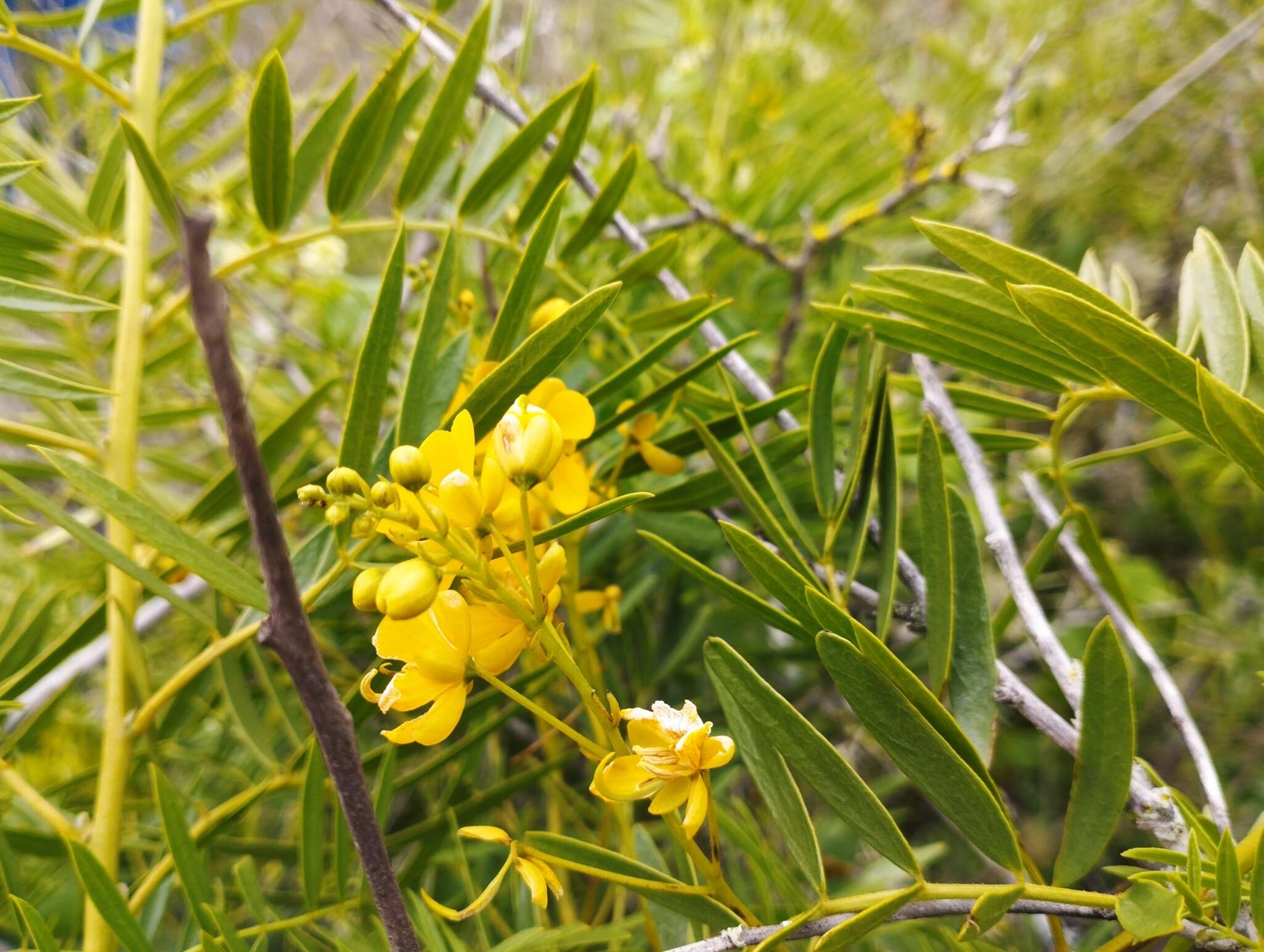 صورة Senna cumingii var. cumingii