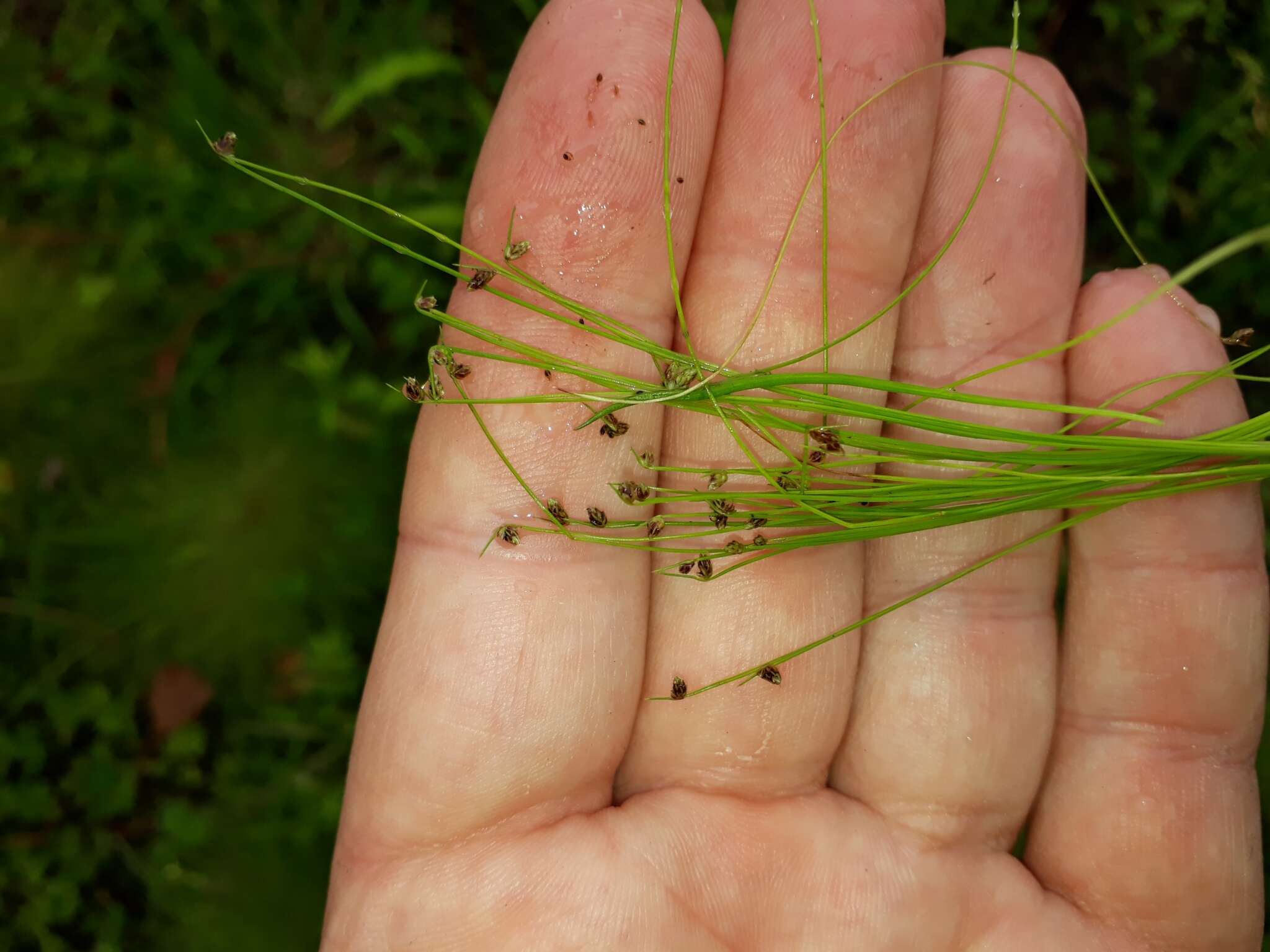 Image of Isolepis sepulcralis Steud.