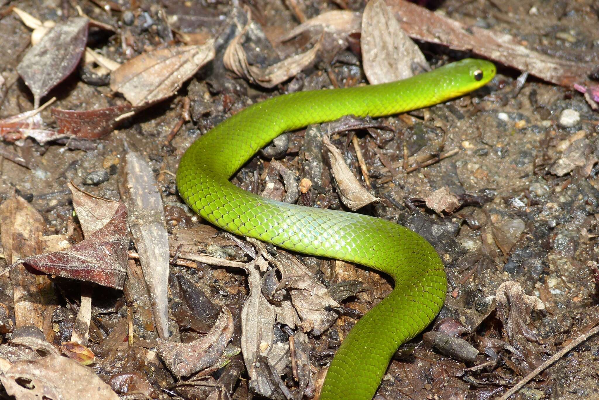 Слика од Erythrolamprus typhlus (Linnaeus 1758)