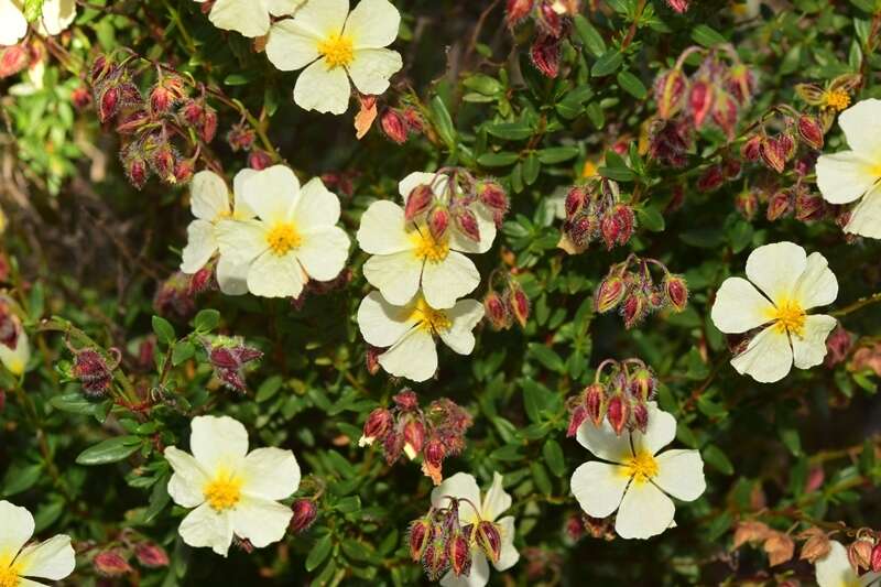 Helianthemum alypoides Losa Espana & Rivas Goday resmi